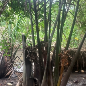 Mature Nypa Palm