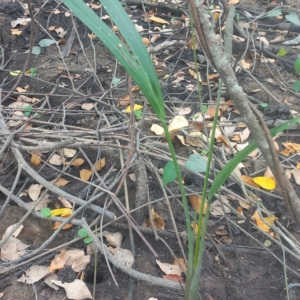 Nypa Palm Seedling