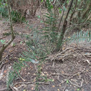 Juvenile Lankan Date Palm