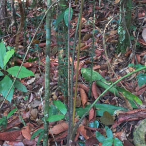Mulpanai Sapling