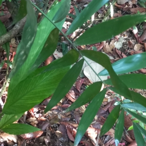 Mulpanai Juvenile Frond