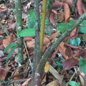 Mulpanai Juvenile Trunk