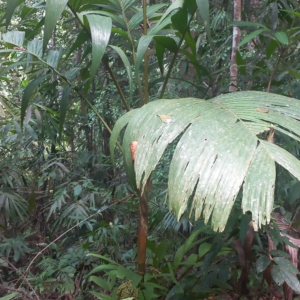 Dhothappanai Young Fruiting Tree