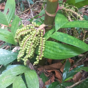 Dhothappanai Immature Fruit
