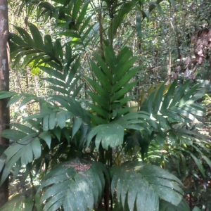 Areca concinna