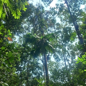 Areca catechu in Sri Lankan Tropical Lowland Rainforest