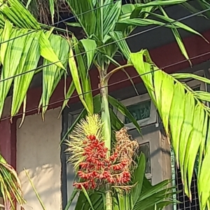 Mature Areca triandra