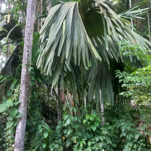 Juvenile Kudai Palm