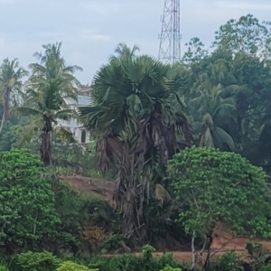 Kudai Palm left to grow near rice paddy fields