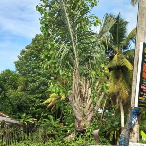 Need to add Triangular Palm Dypsis decaryi