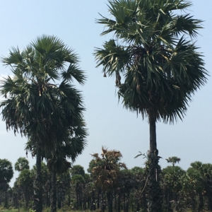 Asian Palmyrah Palms