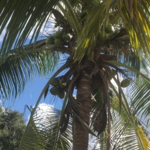 Coconut Palm
