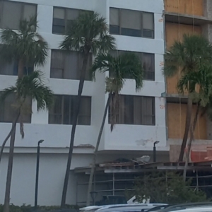 Sabal Palms in Urban Landscape