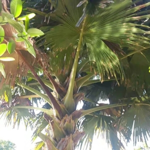 Kudai Palm in Miami