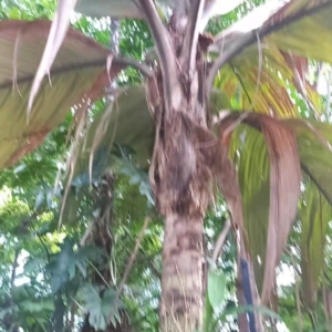 Marquesan Palm in Miami