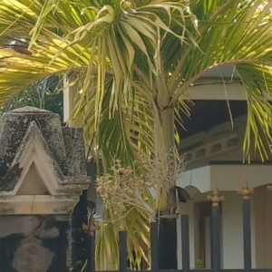 Varigated Christmas Palm