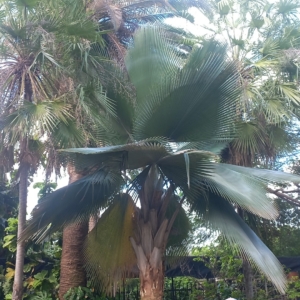 Falla Palm