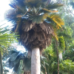 Maybe Copernicia baileyana?