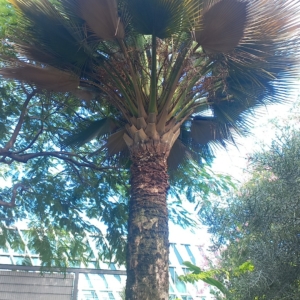 Maybe Copernicia gigas?