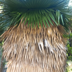 Cuban Petticoat Palm
