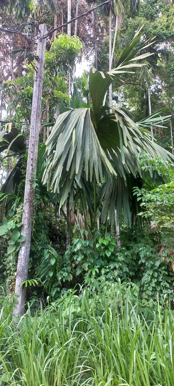 Corypha umbraculifera