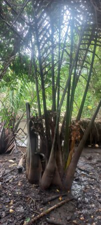 Nypa fruticans