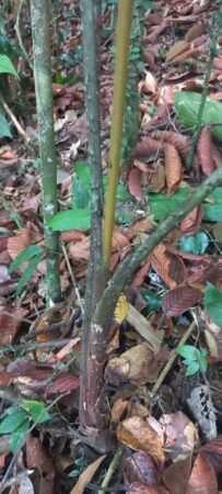 Oncosperma fasciculatum