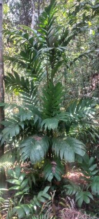 Areca concinna