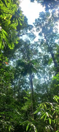 Areca catechu