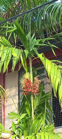 Areca triandra