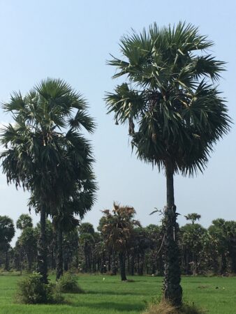 Borassus flabellifer