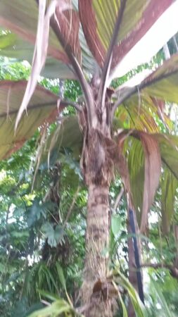 Pelagodoxa henryana
