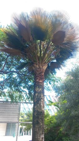 Copernicia gigas