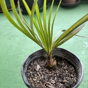 Copernicia fallaensis