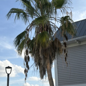 Mexican Fan Palm