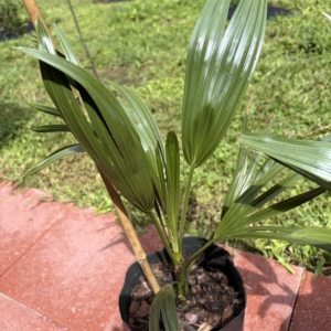 Copernicia alba