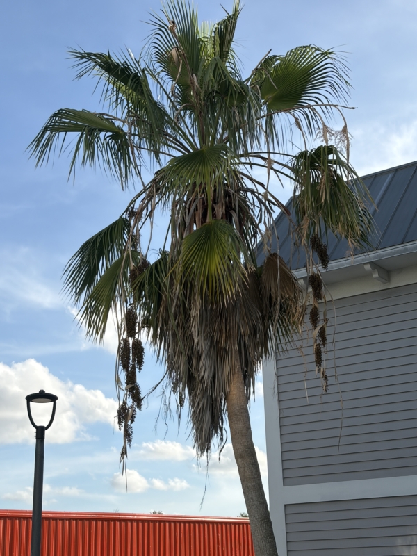 Washingtonia robusta