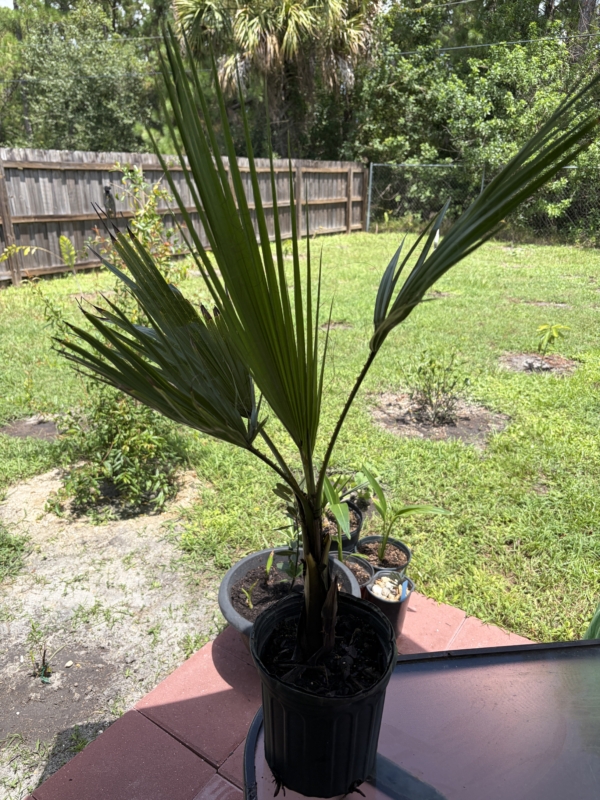Washingtonia robusta