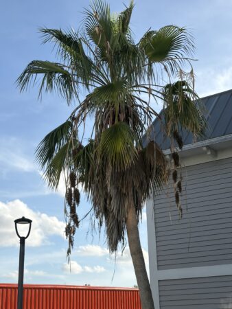 Washingtonia robusta