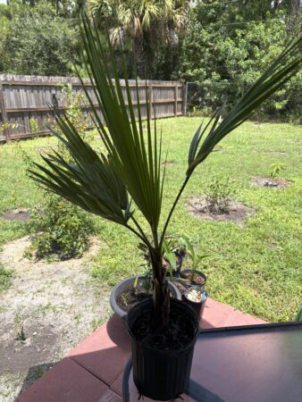 Washingtonia robusta