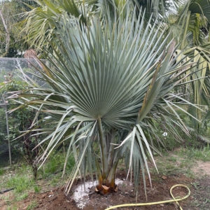 Copernicia fallaensis