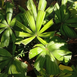 Lanonia calciphila