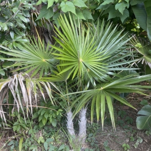Thrinax radiata