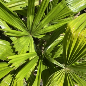 Licuala spinosa