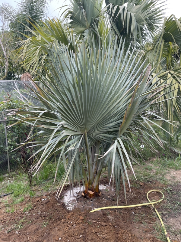 Copernicia fallaensis