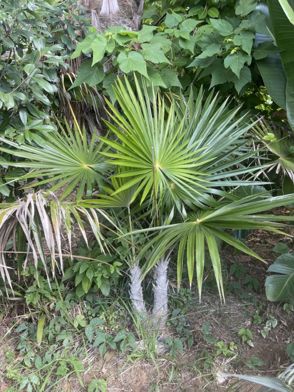 Thrinax radiata