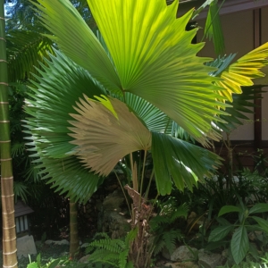 Sabinaria Magnifica