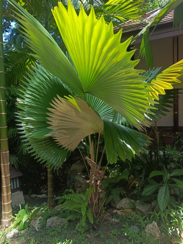 Sabinaria magnifica