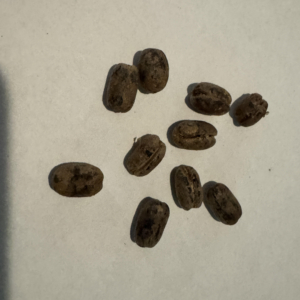 Canary Island Date Palm seeds