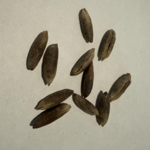 date palm seeds